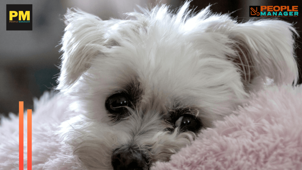 Career Cushioning: The Global Safety Net Employees Are Quietly Building