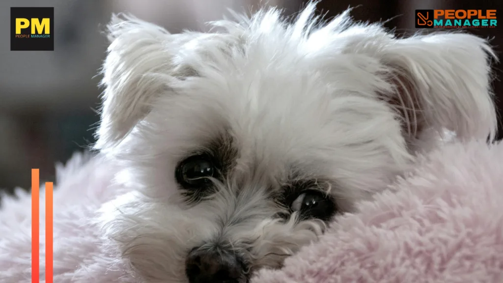 Career Cushioning: The Global Safety Net Employees Are Quietly Building