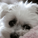 Career Cushioning: The Global Safety Net Employees Are Quietly Building