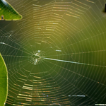 The Art of Relational Architecture: Scaling Your Social Network